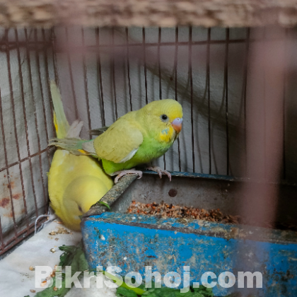 বাজরিগার পাখি ৫ পিছ ১০০০ টাকা